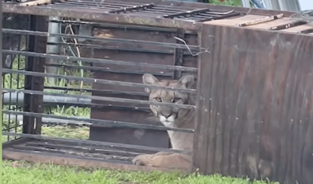 California Family Stunned After Mountain Lion Found in Backyard Trap Set for Coyotes