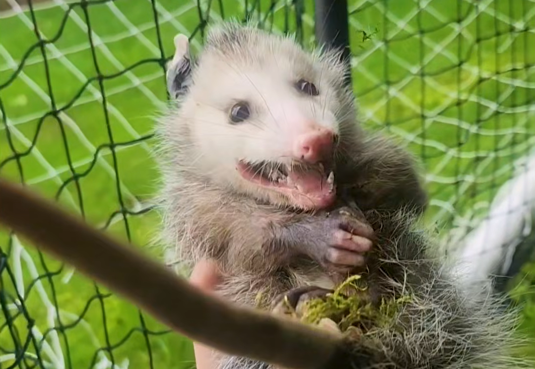 Tiny Opossum's Harrowing Escape from Soccer Net Sparks Wildlife Rescue Buzz