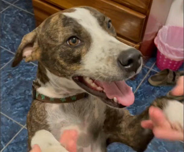 Grieving Mama Dog Dumped on Busy Street Finds Pure Joy in First Snow and Loving Home