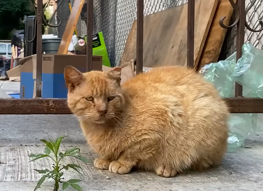 Brooklyn's Senior Street Cats Emerge from Shadows into Safe Havens