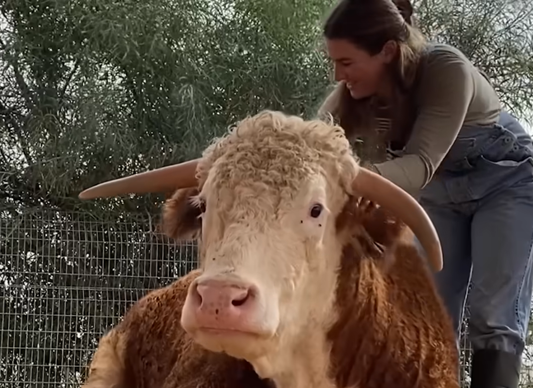 Rescued Cow Nir and Owner Shani Share a Wordless Bond After Custom Prosthetic Restores His Joyful Runs