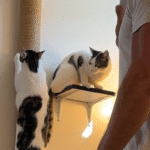 Cat Enthusiast Renovates Whole House for His Felines, Launches Thriving Catio Empire