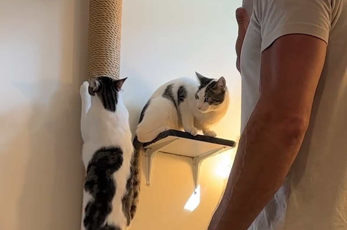 Cat Enthusiast Renovates Whole House for His Felines, Launches Thriving Catio Empire