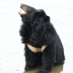 After 27 Years on a Bile Farm, Moon Bear Sen Finally Sees the Sky