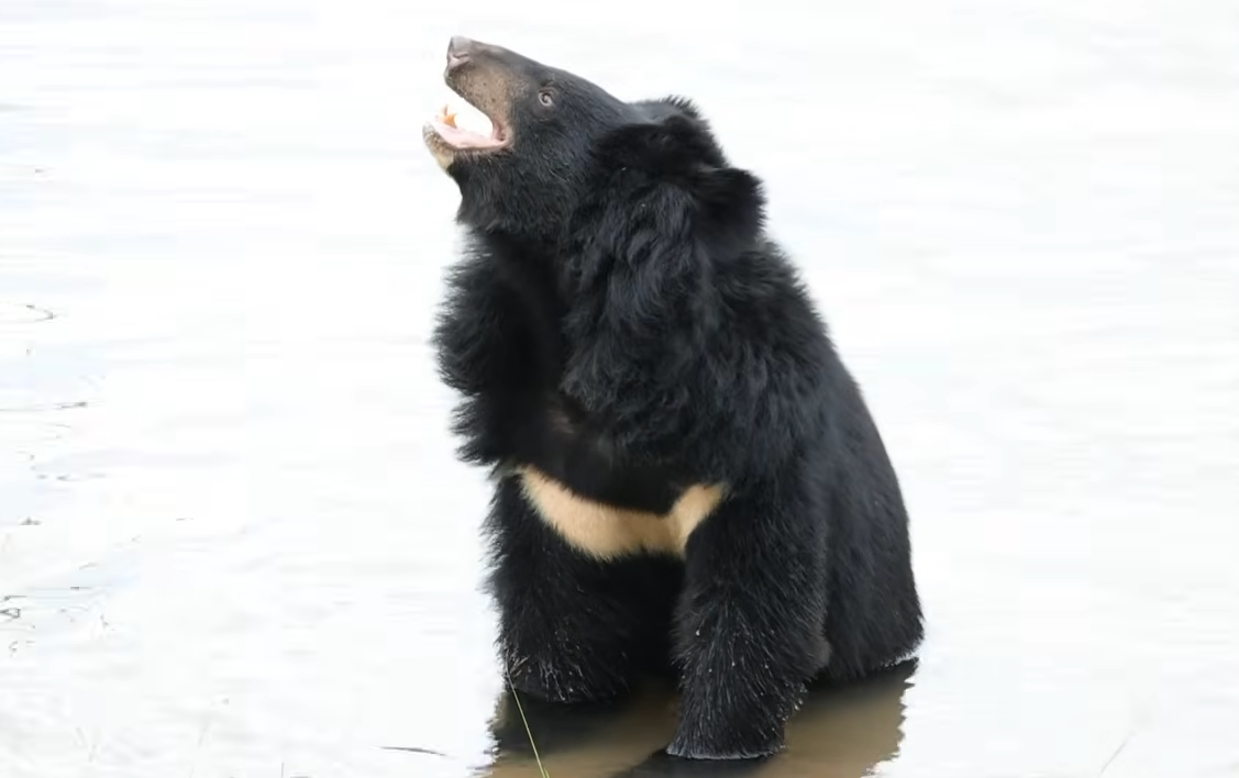 After 27 Years on a Bile Farm, Moon Bear Sen Finally Sees the Sky