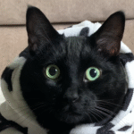 Charlie the 'Big Boned' Black Cat: Rescued Feline's Charm Conquers Social Media