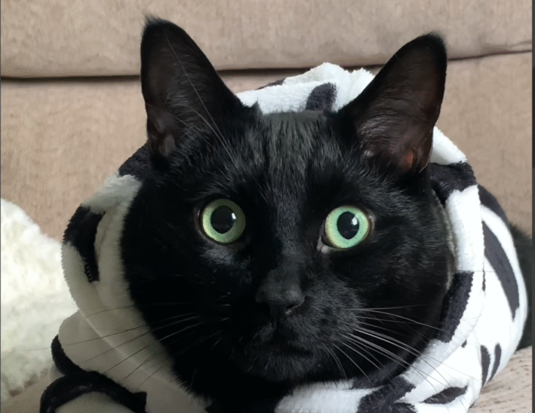 Charlie the 'Big Boned' Black Cat: Rescued Feline's Charm Conquers Social Media