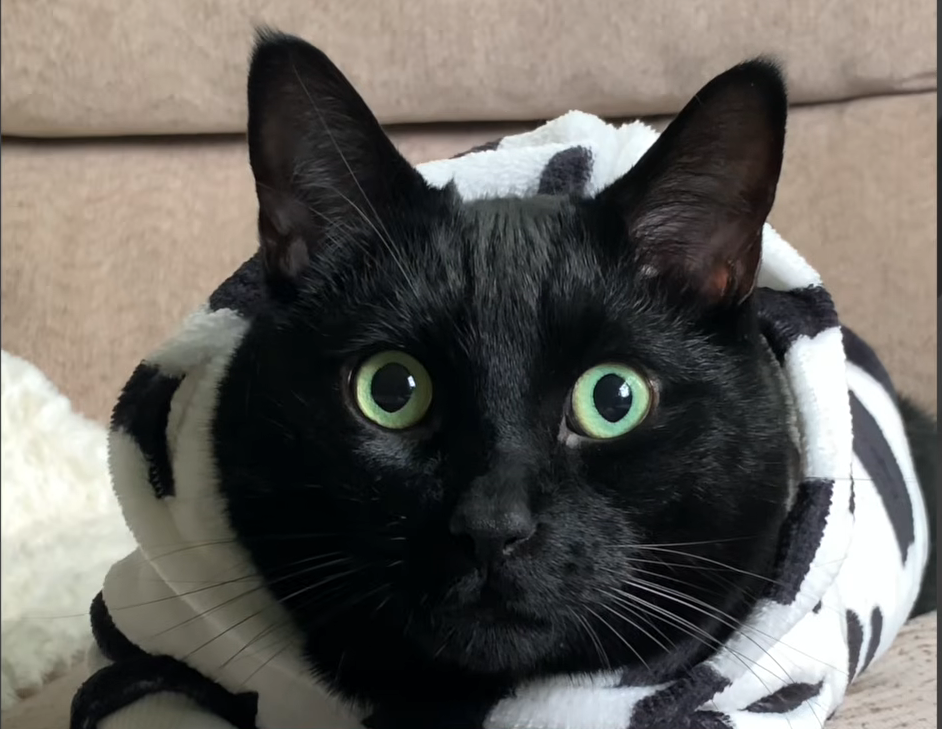 Charlie the 'Big Boned' Black Cat: Rescued Feline's Charm Conquers Social Media