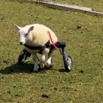 Disabled Lamb Bunny Steals Hearts as Ring Bearer at Her Rescuer's Wedding