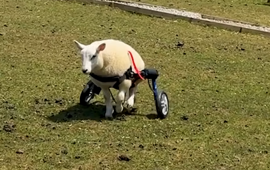 Disabled Lamb Bunny Steals Hearts as Ring Bearer at Her Rescuer's Wedding
