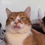 Abandoned Cat Found in Terrible Condition - But a Couple Refused to Give Up