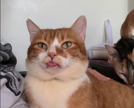 Abandoned Cat Found in Terrible Condition - But a Couple Refused to Give Up