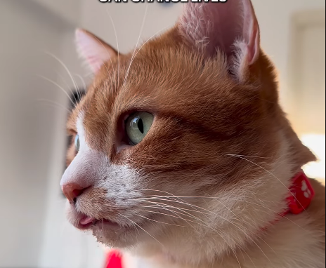 Abandoned Cat Found in Terrible Condition - But a Couple Refused to Give Up