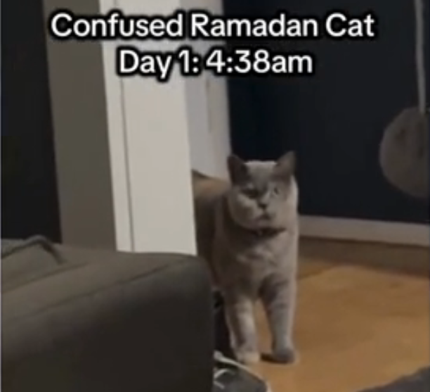 Cat's First Ramadan Experience at 4:38 a.m. Turns Into a Viral Moment