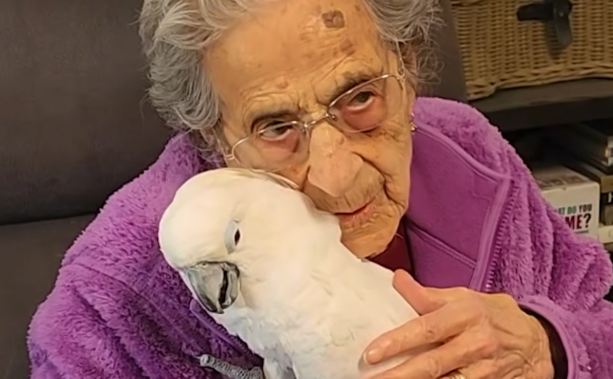 Rescue Parrot Picks 102-Year-Old Grandma in Tear-Jerking Act of Instant Devotion