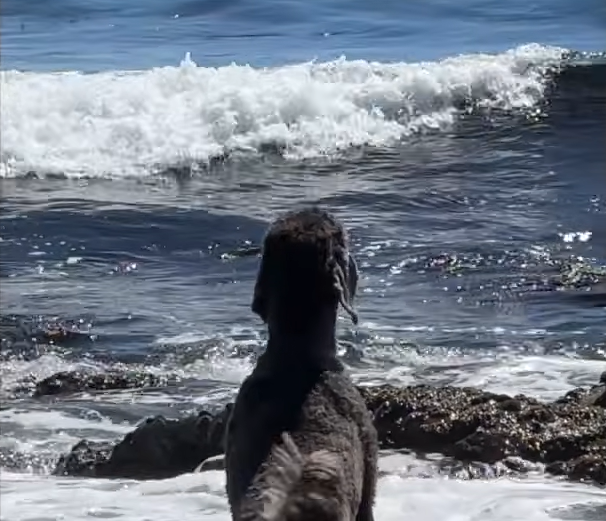 Wild Seal's Clockwork Playdates with Carmel Poodle dog Ash Stun Beachgoers
