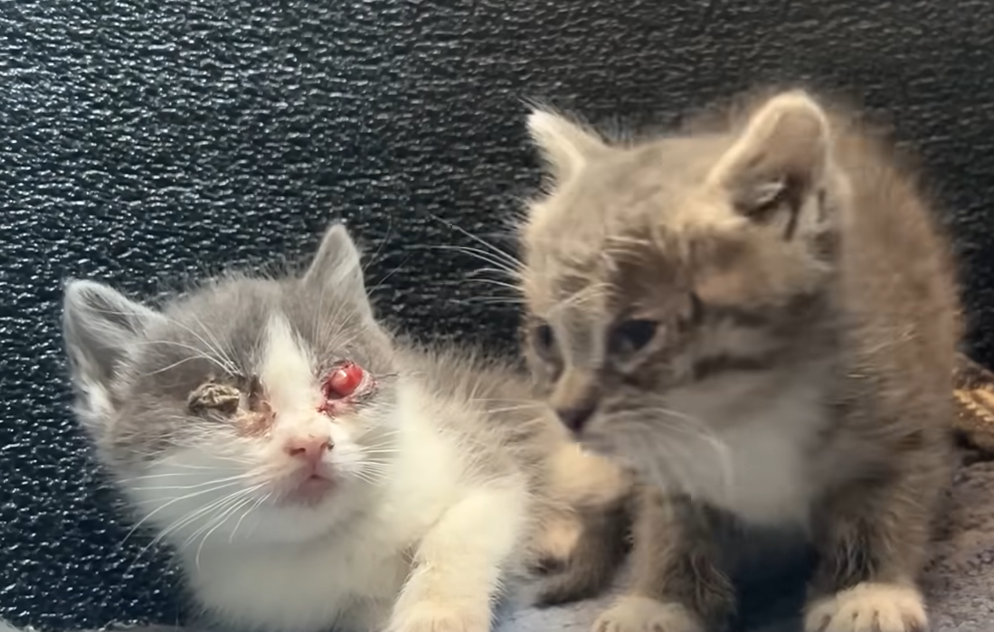 Blind Kitten Glow Thrives After Dramatic Rescue from Brooklyn Backyard Colony