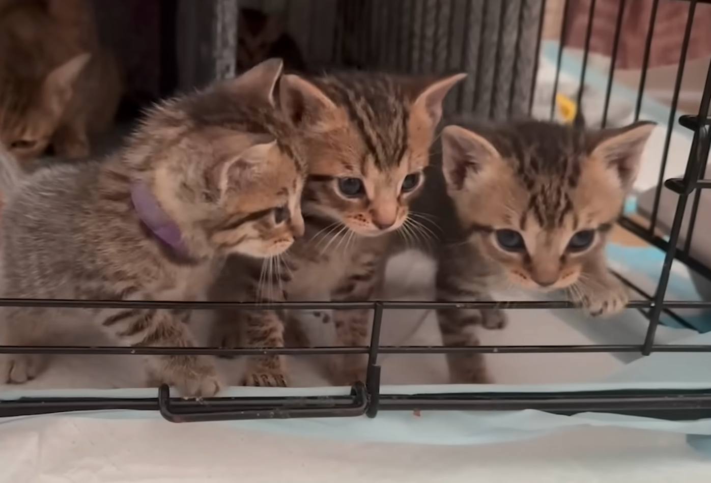 Brooklyn's Hidden Cat Families Emerge from Danger: Warehouse Rescue Highlights Community Compassion