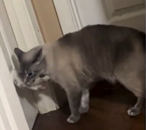 Owner Breaks Down After Discovering What Her Cat Does Every Night Once the Lights Go Out