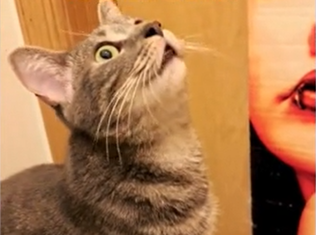 Owner Chooses Wolf-Inspired Name for Kitten - What She Does as She Grows Up Surprises Everyone