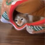Cat Vanishes Inside Home - Owner Stunned by What She Finds Under the Bed