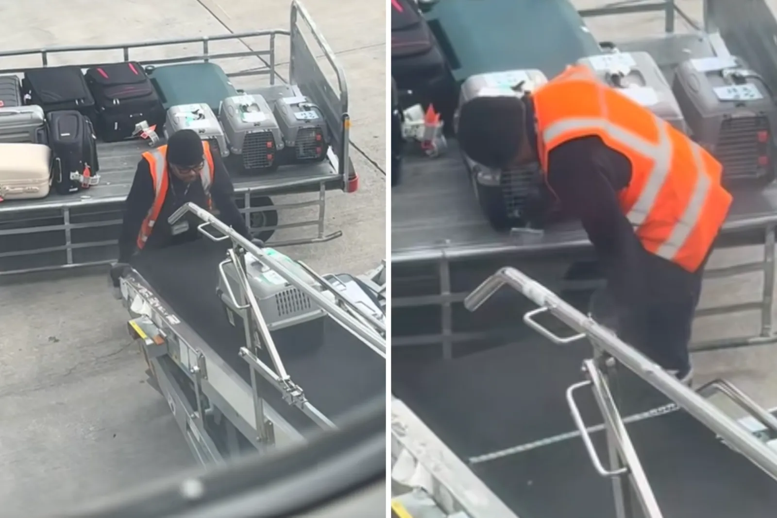 Forced to Send Cats in Cargo, Rescuer Is Moved to Tears by Staff's Actions