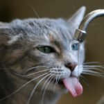 It Goes All the Way Back to Their Wild Ancestors