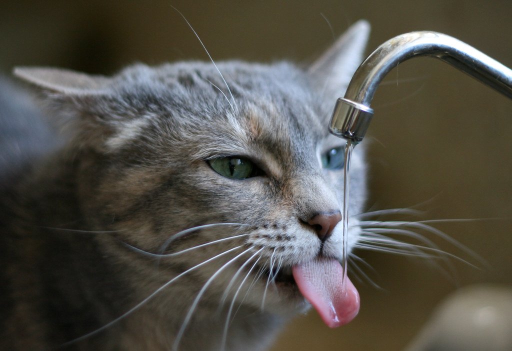 It Goes All the Way Back to Their Wild Ancestors