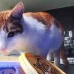 Kitchen Pet Cam Reveals Cat's Mischief, Leaving Owner in Hysterics