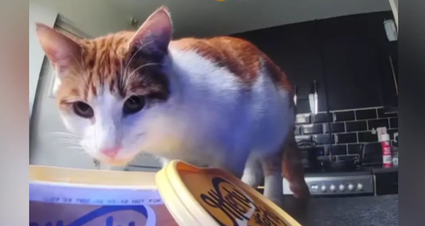 Kitchen Pet Cam Reveals Cat's Mischief, Leaving Owner in Hysterics