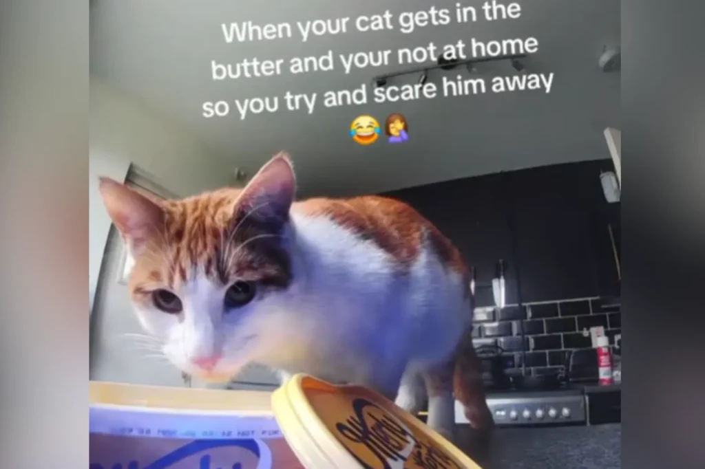Kitchen Pet Cam Reveals Cat's Mischief, Leaving Owner in Hysterics