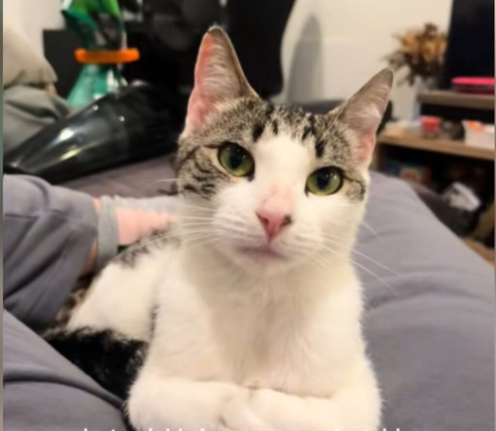 Family Rescued a 'Starving' Stray Cat - What Happened Weeks Later Surprised Them