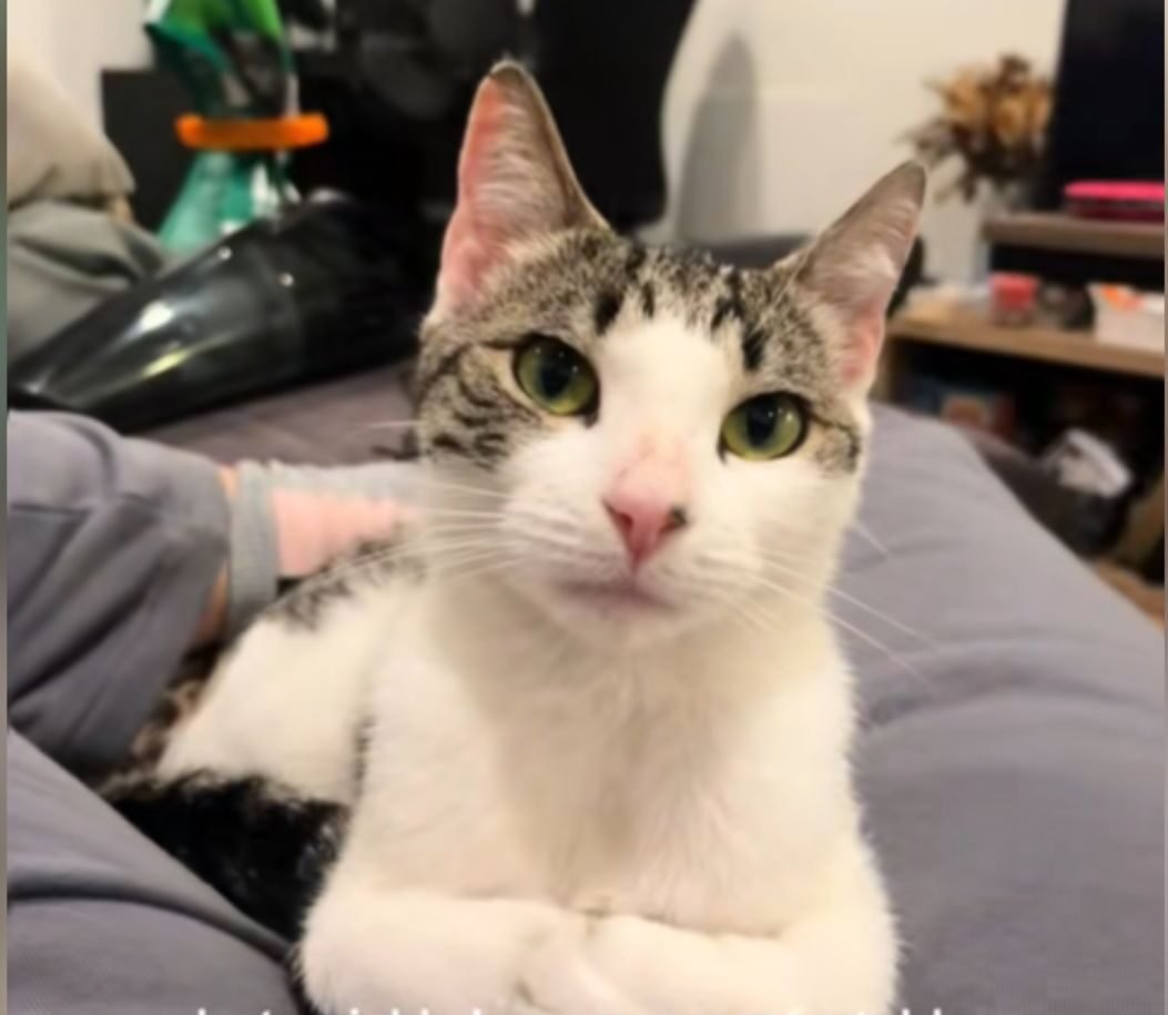 Family Rescued a 'Starving' Stray Cat - What Happened Weeks Later Surprised Them