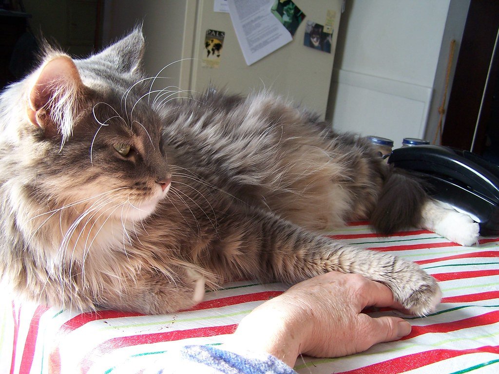 The Paw Tap: A Polite but Firm Reminder