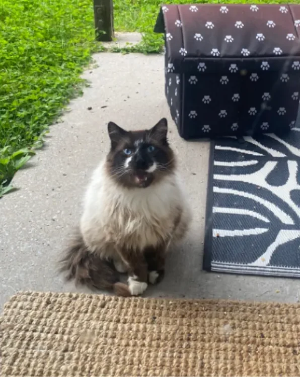 Woman Bonds With Stray Cat - Then a Microchip Uncovers His Shocking Past