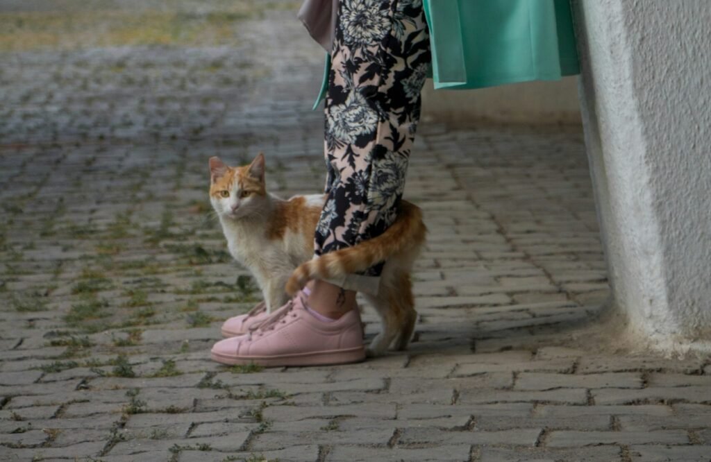 The Tail Wrap: Affection, Comfort, or a Hidden Warning