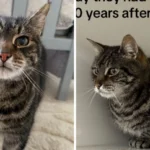 Woman’s Missing Cat Found Alive After 10 Years Following Unexpected Call