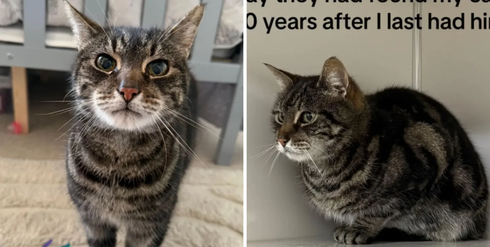 Woman’s Missing Cat Found Alive After 10 Years Following Unexpected Call