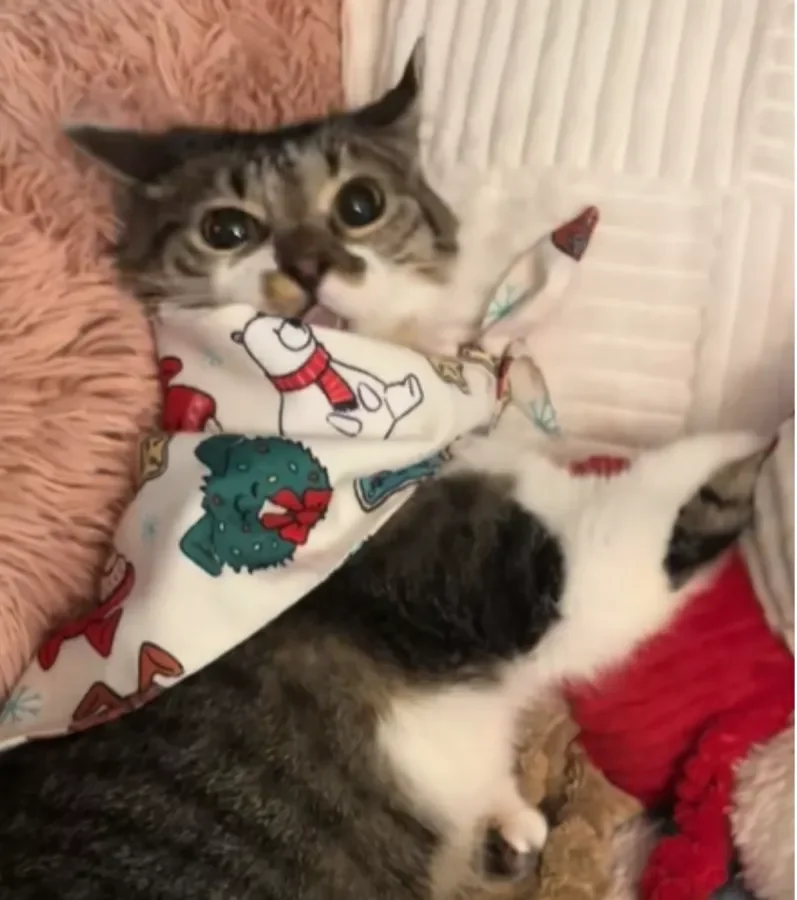 Cat Waited Two Long Years for a Home - The Reason He Was Discounted Is Heartwarming