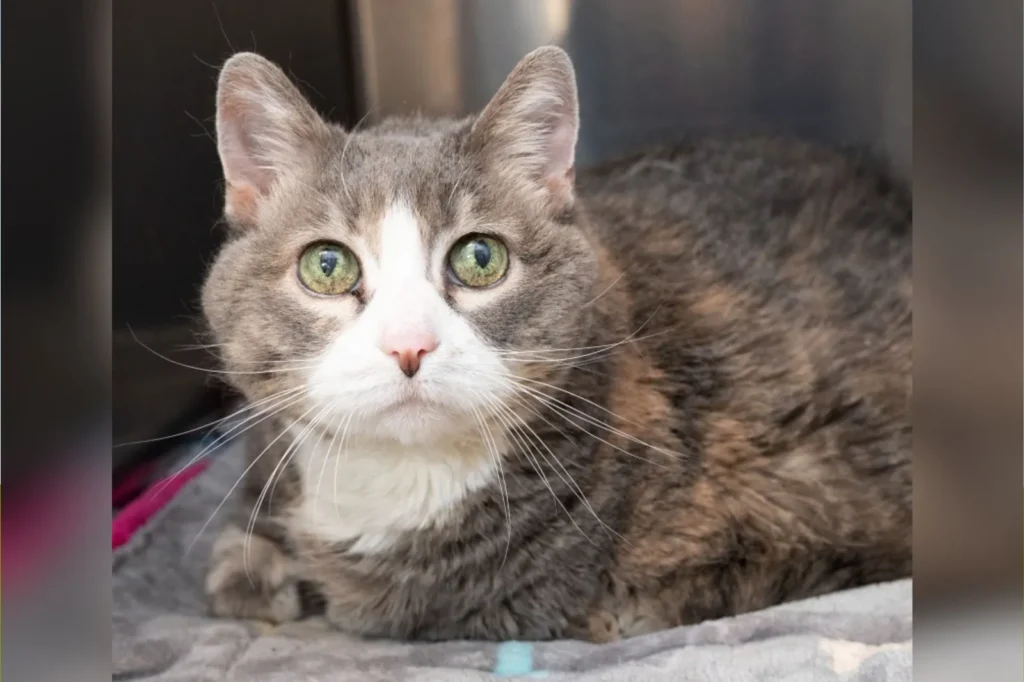 After 17 Years With One Family, Cat Suddenly Finds Herself in a Shelter