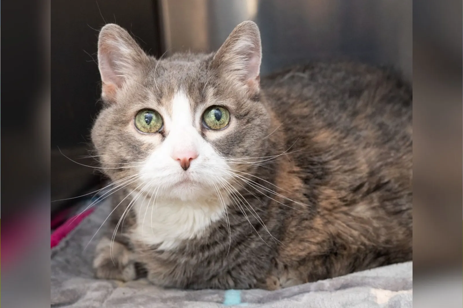 After 17 Years With One Family, Cat Suddenly Finds Herself in a Shelter