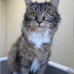 Cat Won't Leave Frozen Companion Behind After Owners Abandon Them