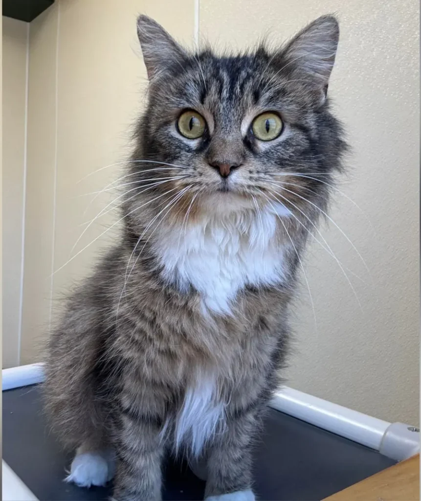 Cat Won't Leave Frozen Companion Behind After Owners Abandon Them