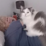 Cat Sitter’s 5 A.M. Photo Leaves Owner Stunned by What’s Happening