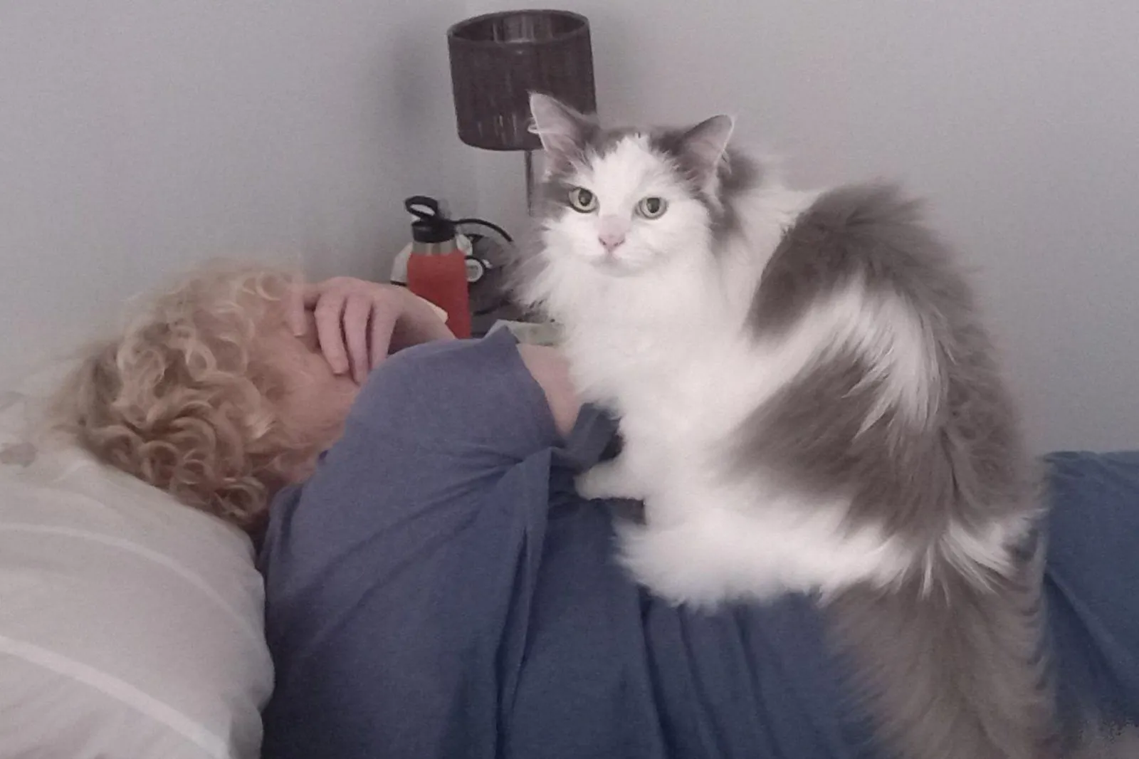 Cat Sitter’s 5 A.M. Photo Leaves Owner Stunned by What’s Happening