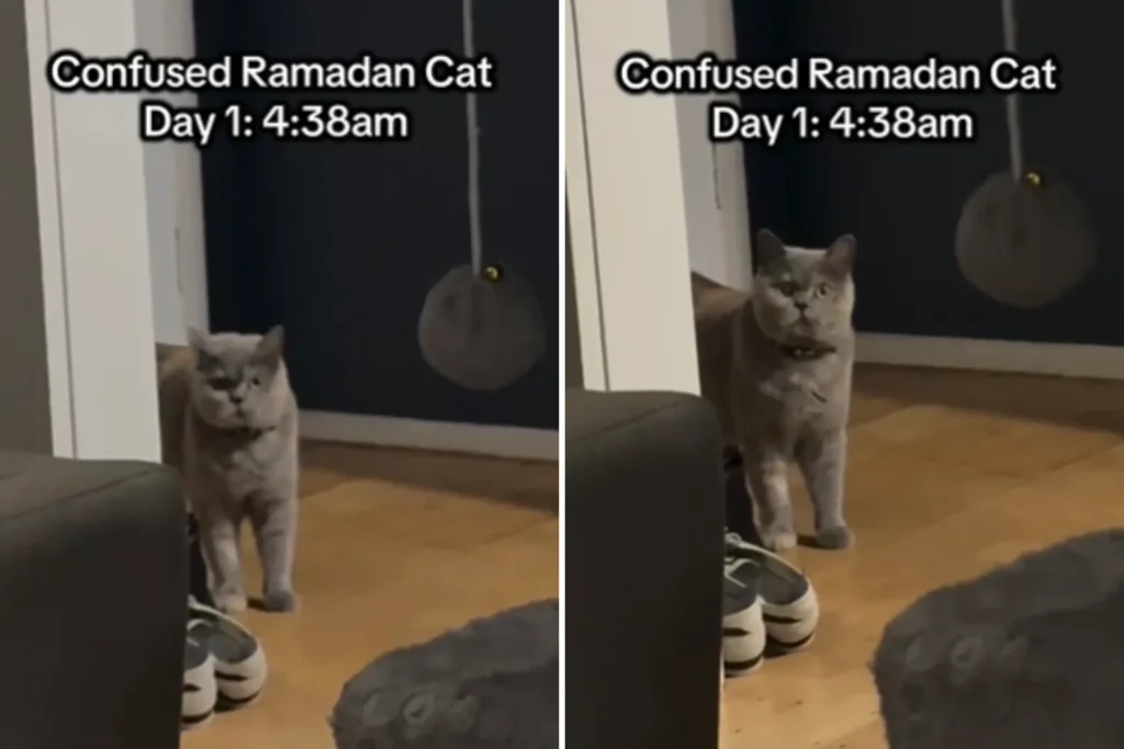 Cat's First Ramadan Experience at 4:38 a.m. Turns Into a Viral Moment