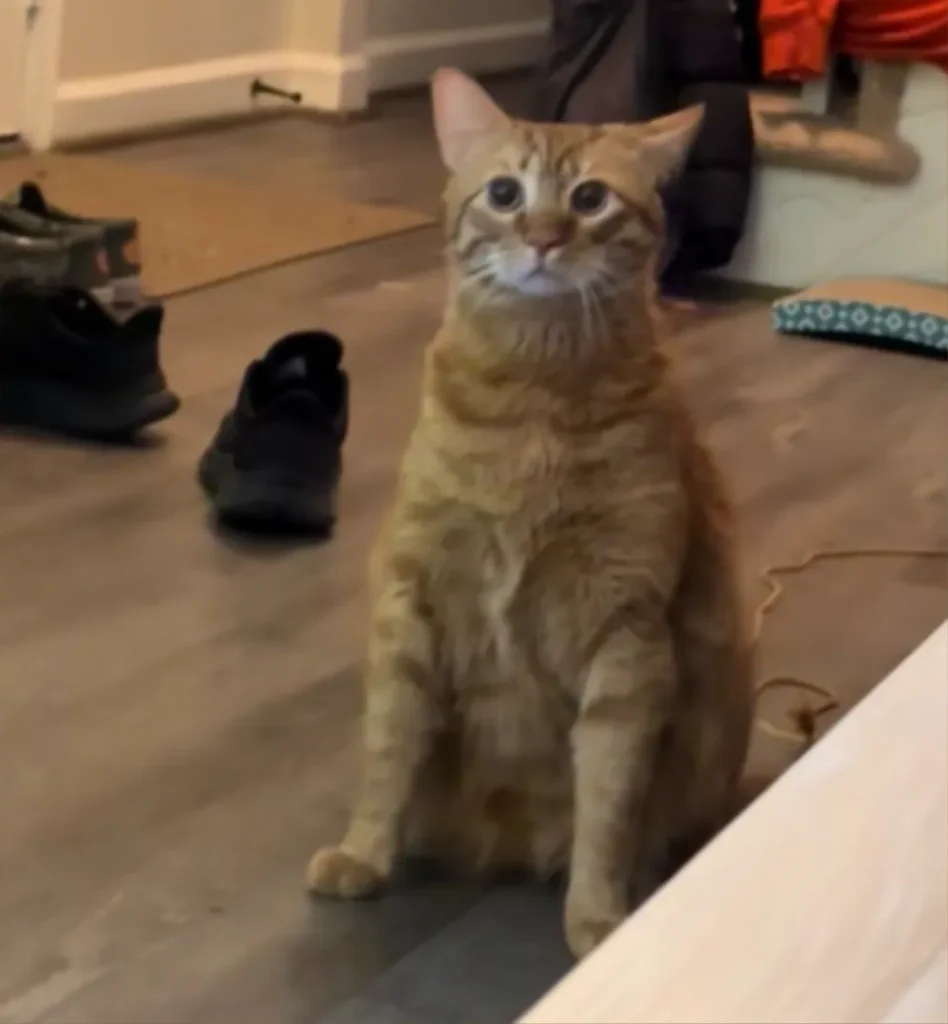 "What Is Happening?" Owners React as Orange Cat Masters Standing Up