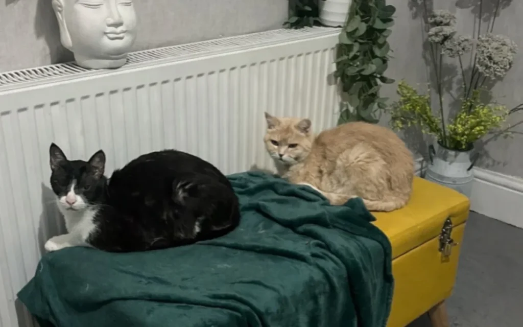 Woman Spots Ad for Two ‘Forgotten’ Senior Rescue Cats—Her Response Changed Everything