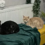 Woman Spots Ad for Two ‘Forgotten’ Senior Rescue Cats—Her Response Changed Everything