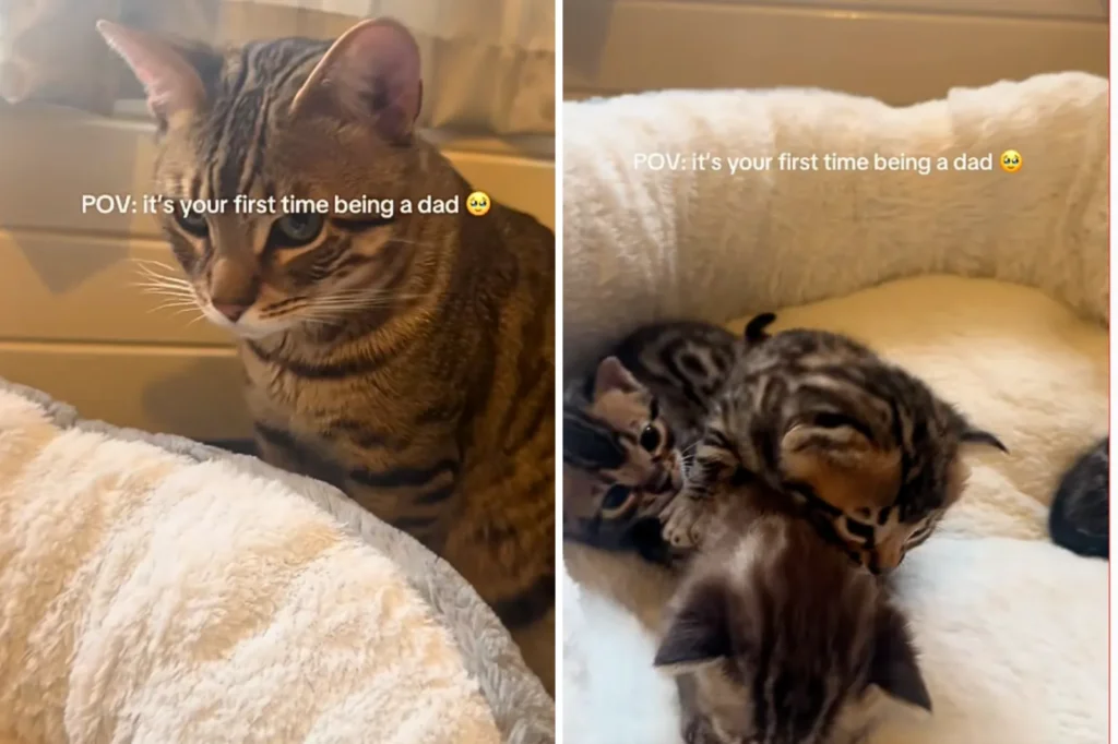 First-Time Cat Dad Meets His Kittens - His "Now What?" Reaction Melts Hearts